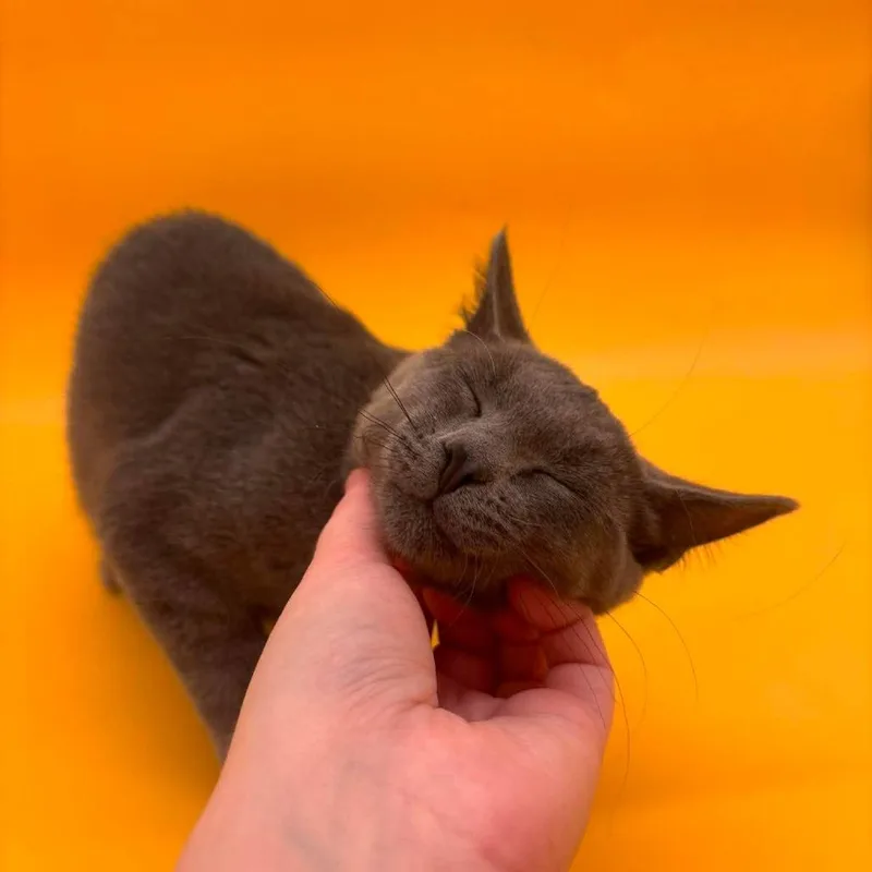 Otterpop thumbnail 5