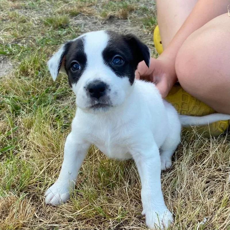 A baby large-sized female Pointer dog named Imani for adoption in Clinton, SC