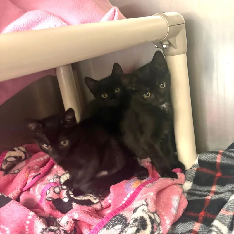 A baby small-sized male Domestic Short Hair cat named Gayle for adoption in Brockton, MA