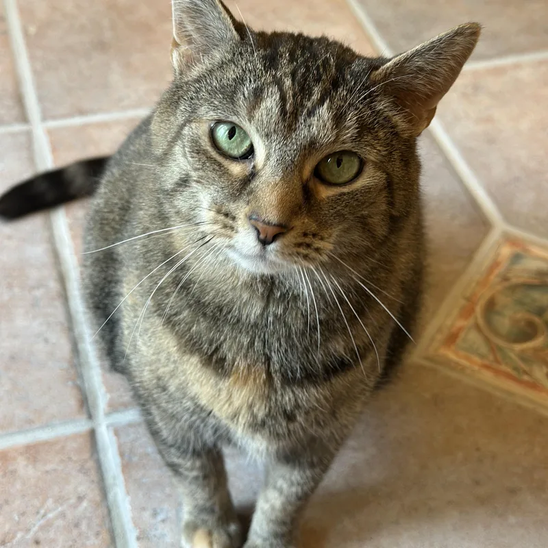 An adult large-sized female Tabby (Brown / Chocolate) Domestic Short Hair cat named Oakley for adoption in Cincinnati, OH