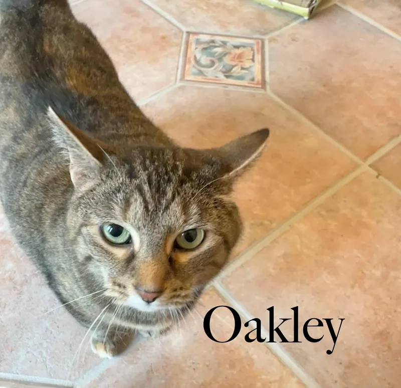 Oakley thumbnail 2