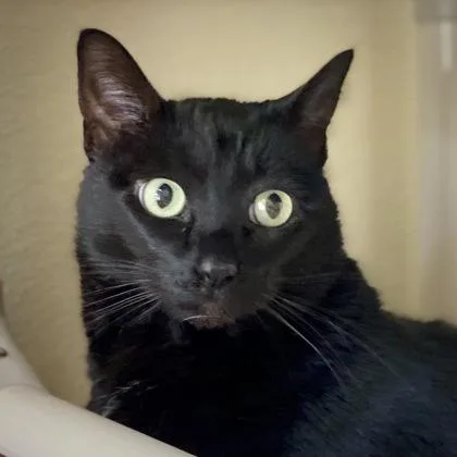 An adult extra large-sized female Domestic Short Hair cat named Sadie for adoption in Burlington, WA
