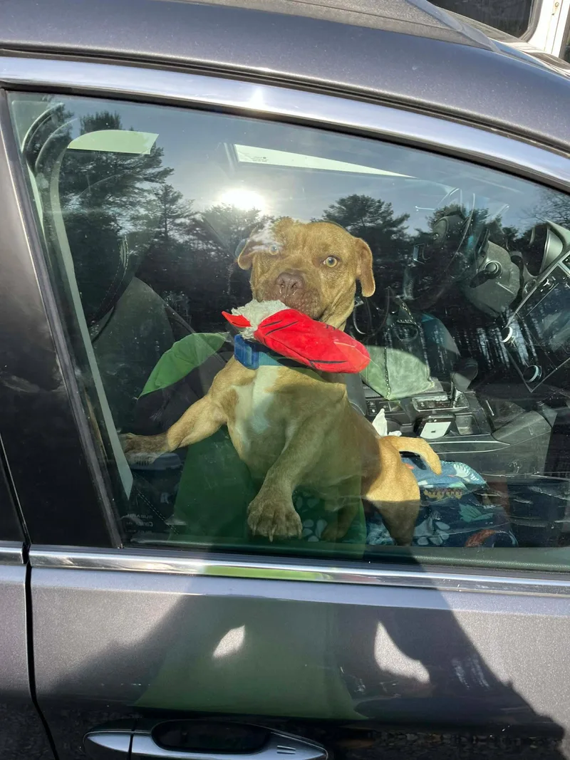 Yardstick Rds thumbnail 2