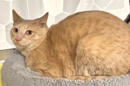 A young medium-sized male Domestic Short Hair cat named Phoenix for adoption in Seattle, WA