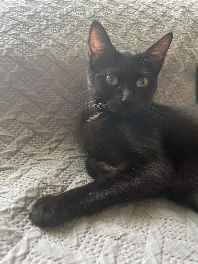 A young medium-sized female Black Domestic Short Hair cat named Laurel for adoption in Puyallup, WA