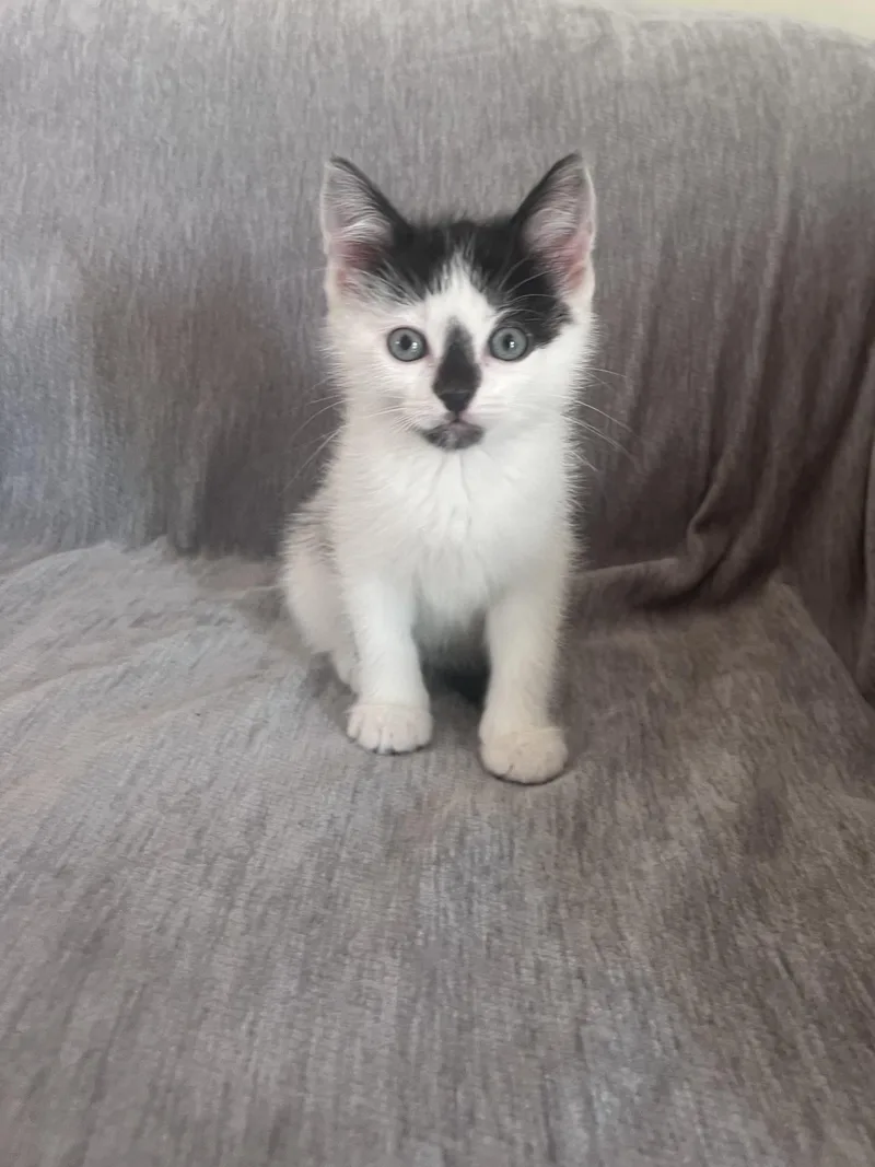 A baby medium-sized male Domestic Short Hair cat named Cookie for adoption in Warren, NJ