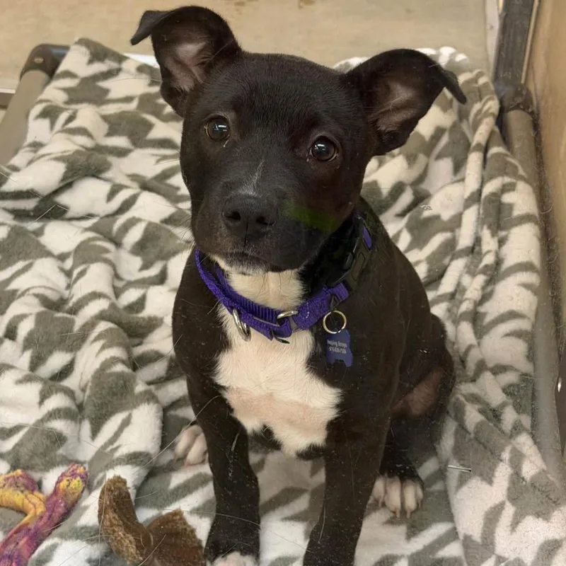 A baby medium-sized female Terrier dog named Ella Mae for adoption in Columbia, IL