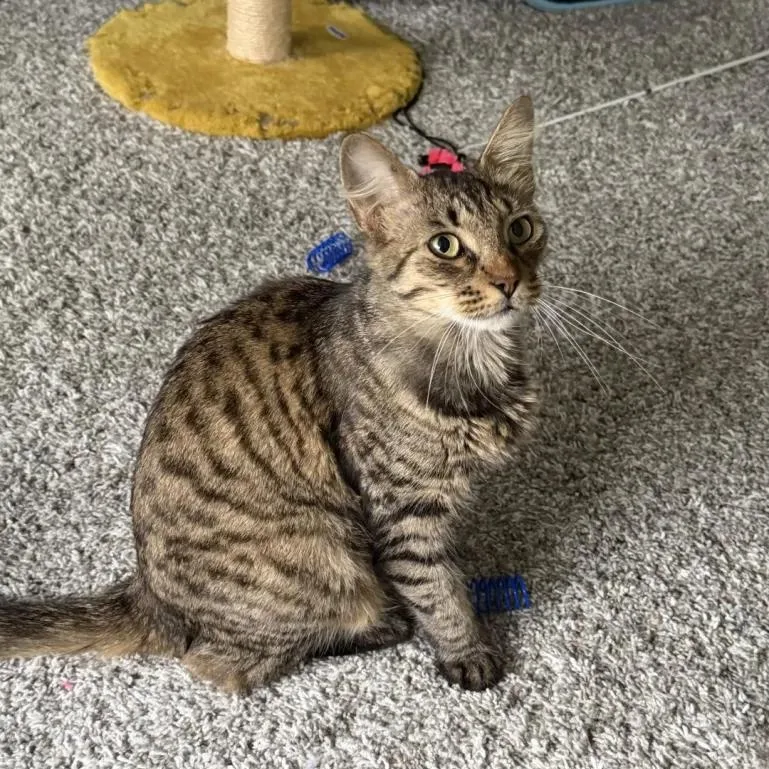 A young medium-sized female Tabby (Brown / Chocolate) Domestic Short Hair cat named Rosy Rose for adoption in Cleveland Heights, OH