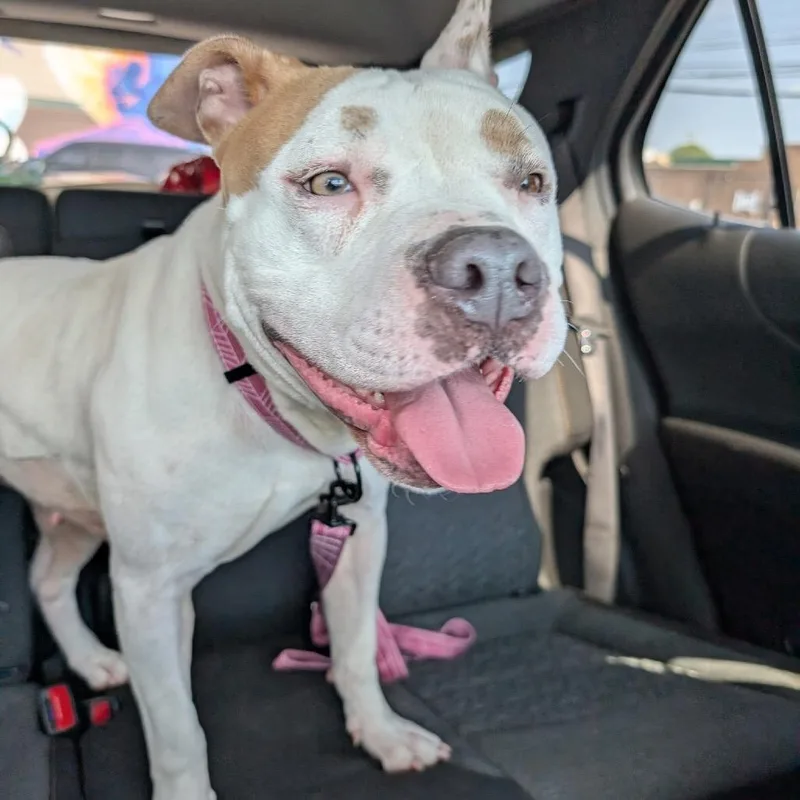 An adult medium-sized female White / Cream Pit Bull Terrier dog named Amy for adoption in Northville, MI
