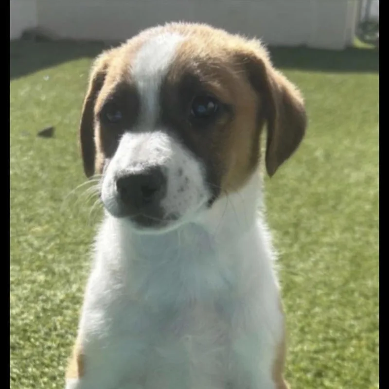 An adult small-sized female Mixed Breed dog named Ziggy for adoption in Long Island City, NY