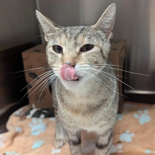 A young small-sized female Domestic Short Hair cat named Tiamat for adoption in Olivette, MO