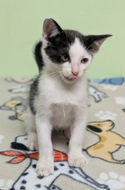 A young small-sized female Domestic Short Hair cat named Eden for adoption in Taylorsville, NC