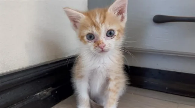 Tiny Tina