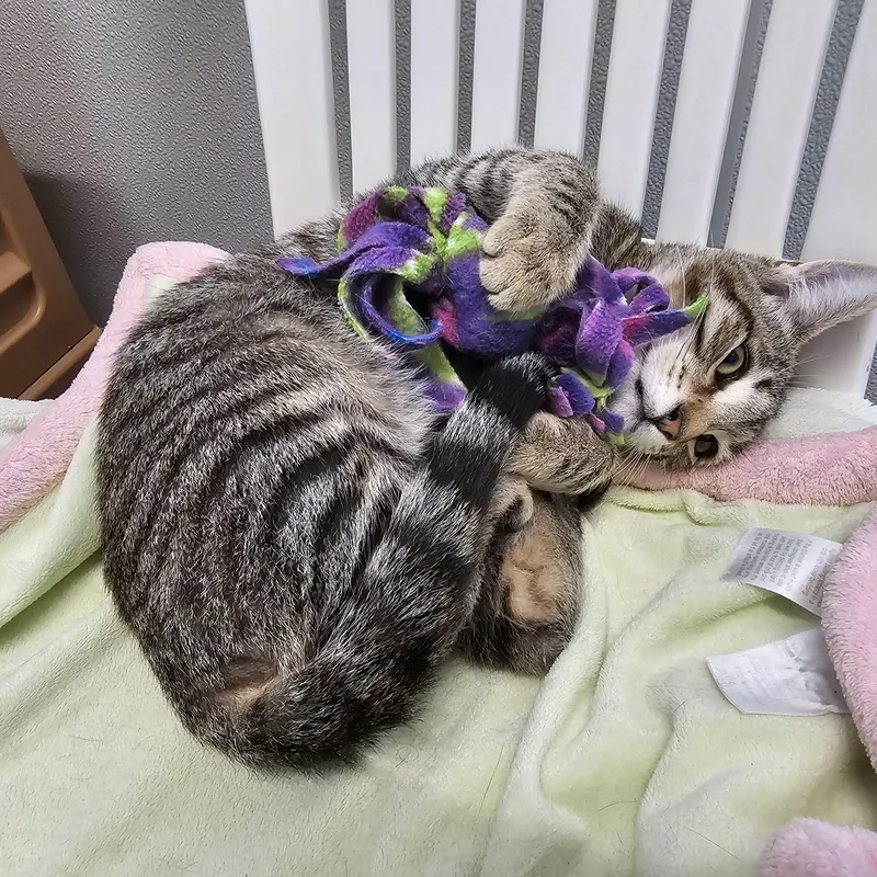 A baby medium-sized male Tabby (Brown / Chocolate) Domestic Short Hair cat named Aramis for adoption in Waynesville, NC