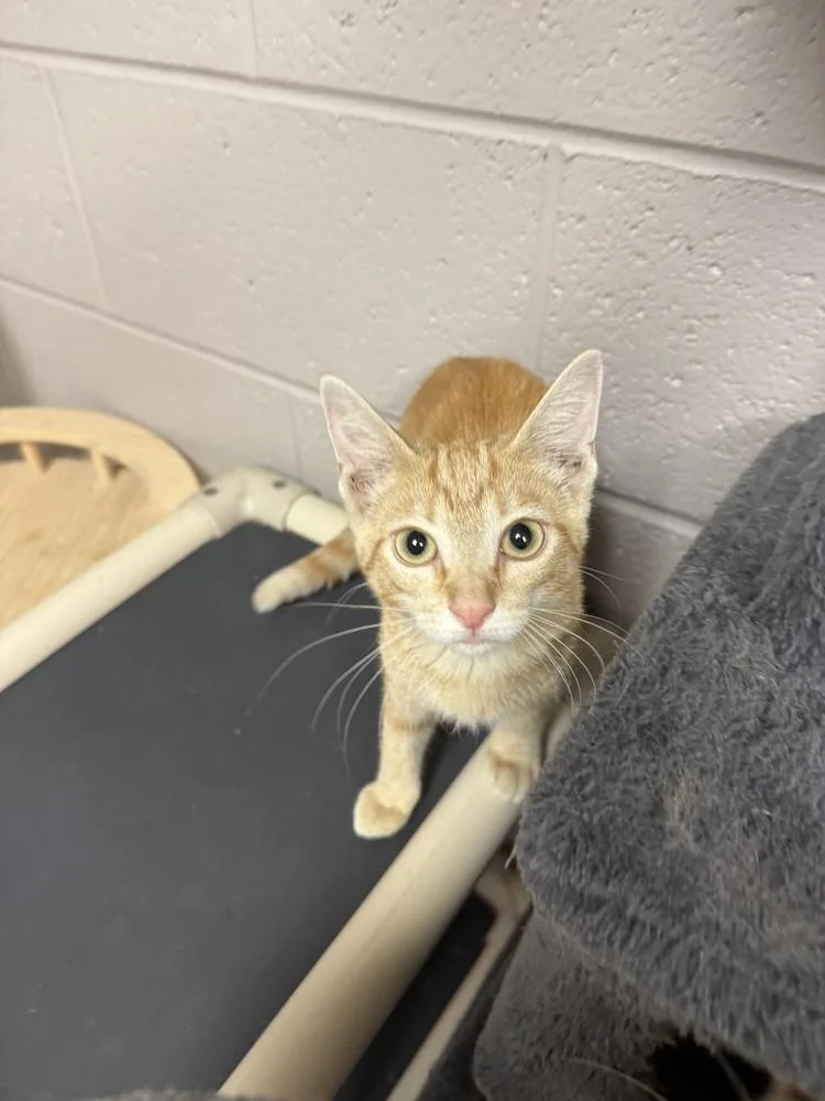 Magnolia @ Petsmart Jackson