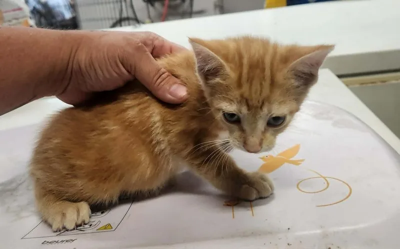 Magnolia @ Petsmart Jackson thumbnail 3