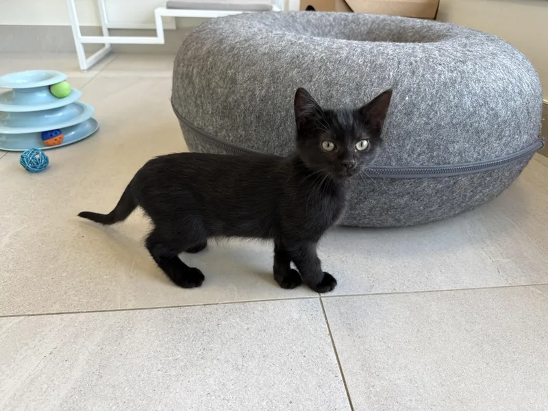 A baby medium-sized male Black Domestic Short Hair cat named Puck for adoption in Evanston, IL