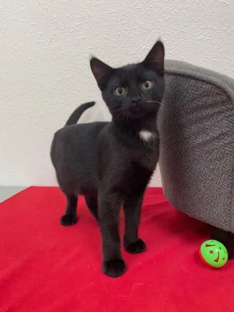 A baby small-sized male Black Domestic Short Hair cat named Martini for adoption in Red Wing, MN