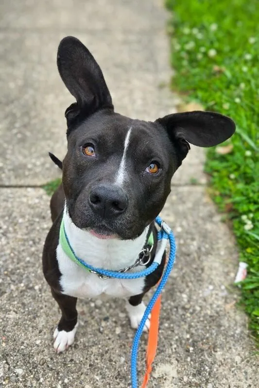 An adult large-sized male Black Mixed Breed dog named Lenox for adoption in Cincinnati, OH