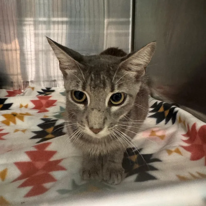 A young medium-sized female Gray / Blue / Silver Domestic Short Hair cat named Destinee for adoption in Lake Jackson, TX