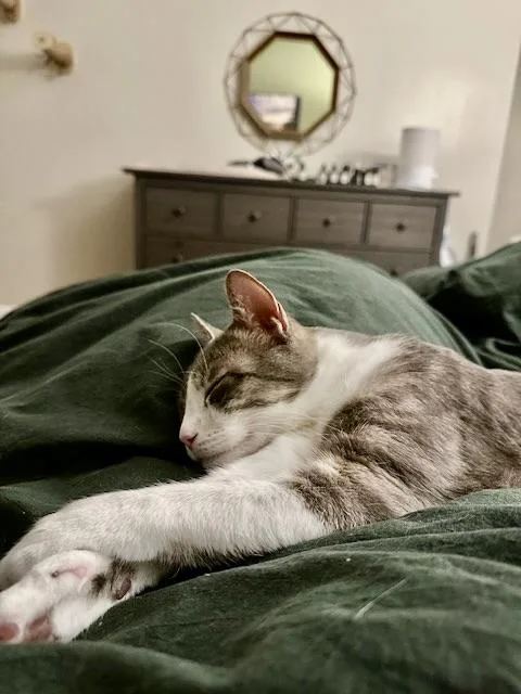 Delancey thumbnail 2