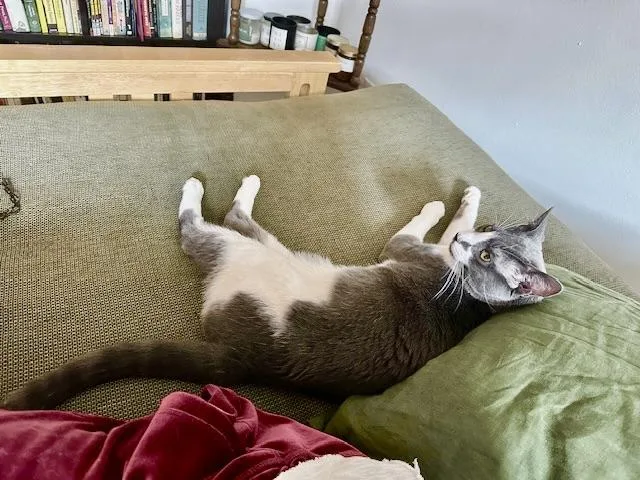 Delancey thumbnail 3