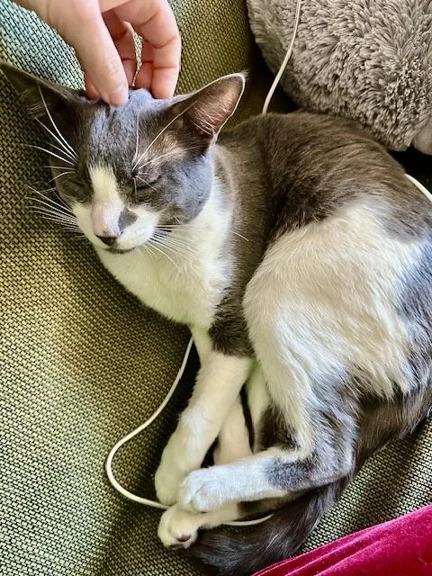 Delancey thumbnail 4