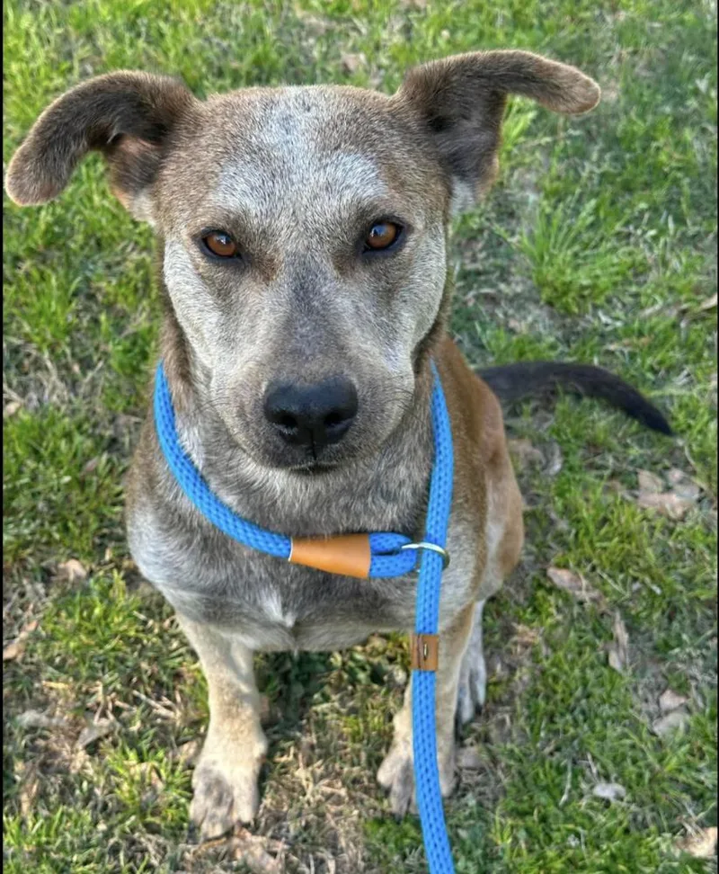 An adult large-sized female Mixed Breed dog named Kalahari for adoption in Long Island City, NY