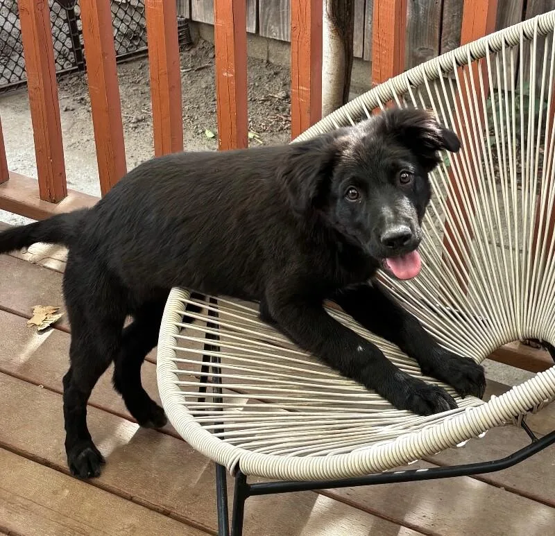 A baby large-sized male Black Labrador Retriever dog named Smudge for adoption in Van Nuys, CA