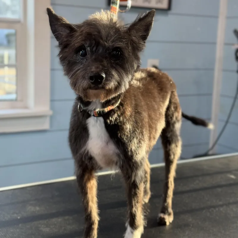A senior small-sized female Gray / Blue / Silver Cairn Terrier dog named Nora for adoption in Wharton, TX
