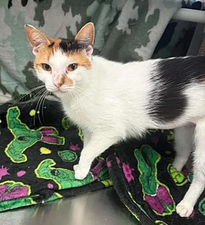 An adult medium-sized female White Domestic Short Hair cat named Lily for adoption in Kansas City, MO