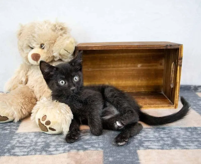 A baby medium-sized male Domestic Short Hair cat named Wombat for adoption in Kennesaw, GA