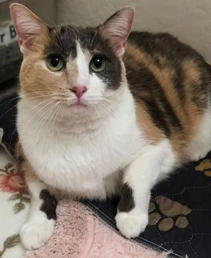 An adult small-sized female Domestic Short Hair cat named Libby for adoption in Phoenix, AZ