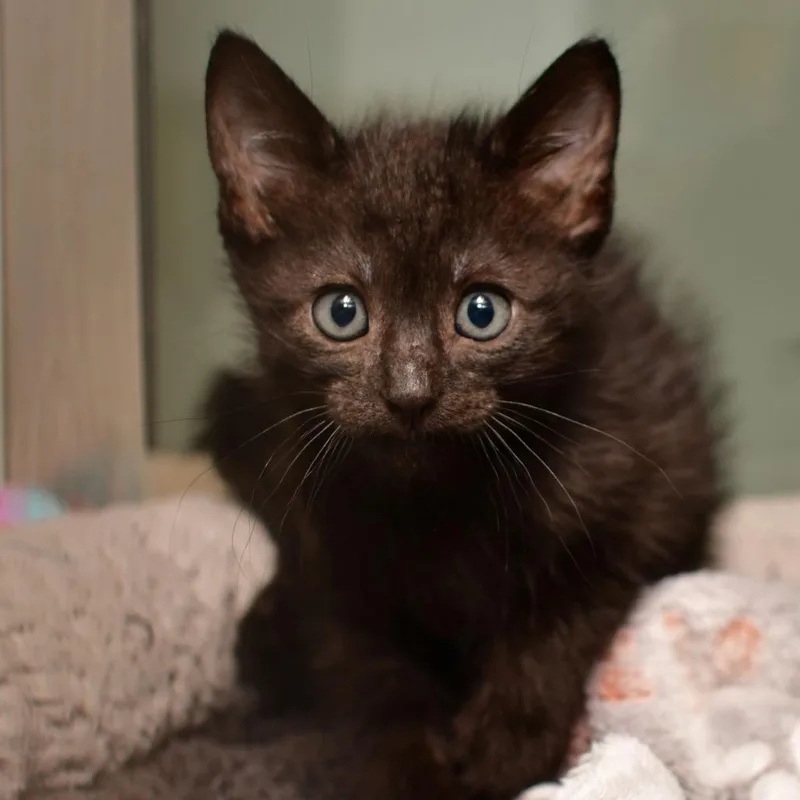 A baby small-sized female Black Domestic Short Hair cat named Chicki for adoption in Emporia, KS