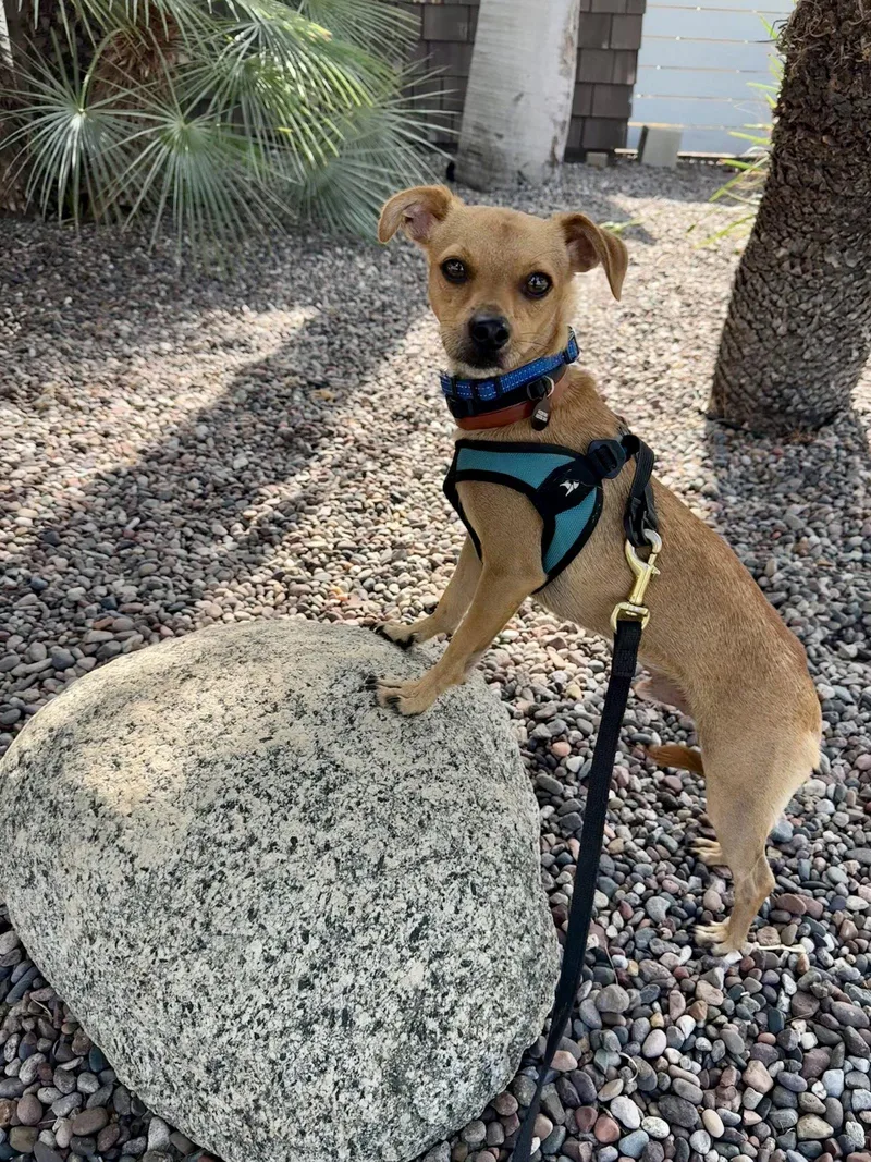 A young small-sized male Chihuahua dog named Calvin for adoption in Orange, CA