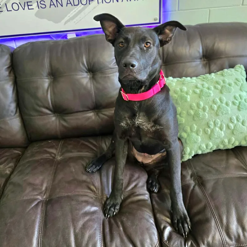 A young medium-sized female Black Hound dog named Baby for adoption in Umatilla, FL