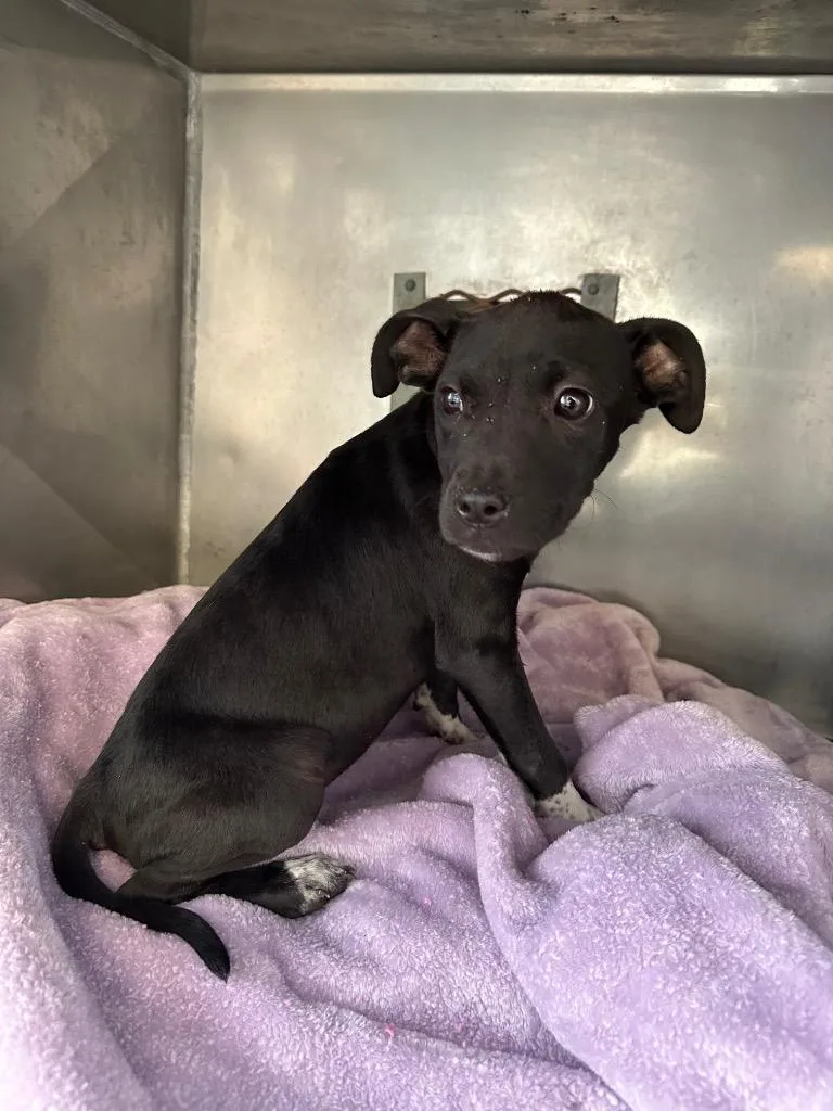 A baby small-sized female Mixed Breed dog named Stacey for adoption in Bossier City, LA