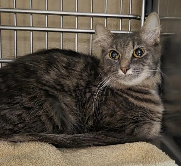 An adult small-sized female Domestic Medium Hair cat named Dutchess for adoption in Vancouver, WA