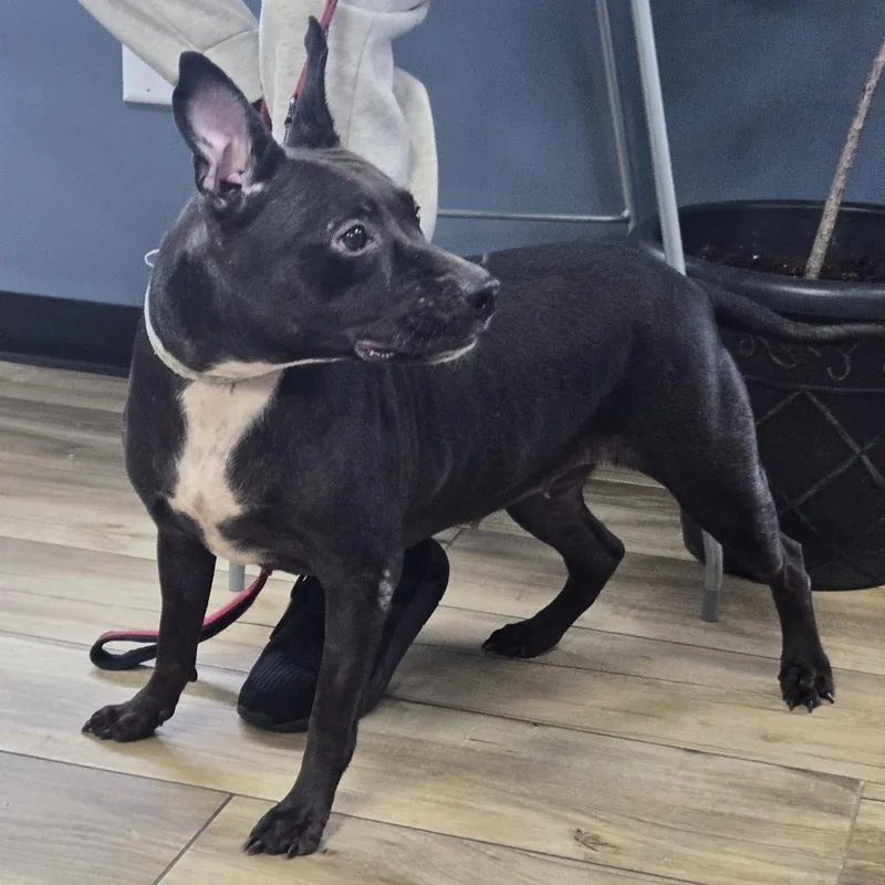 Lady Blue thumbnail 2