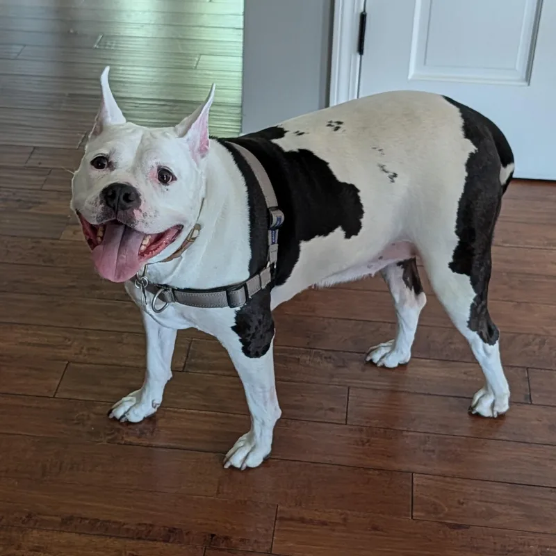 An adult large-sized female American Bully dog named Bella for adoption in Normal, IL
