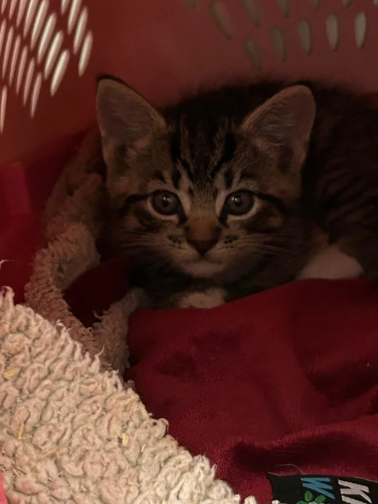 A young large-sized male Domestic Short Hair cat named Tigger Jr for adoption in Berlin, MD