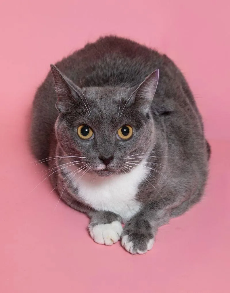An adult medium-sized female Gray & White Domestic Short Hair cat named Luna for adoption in Herndon, VA