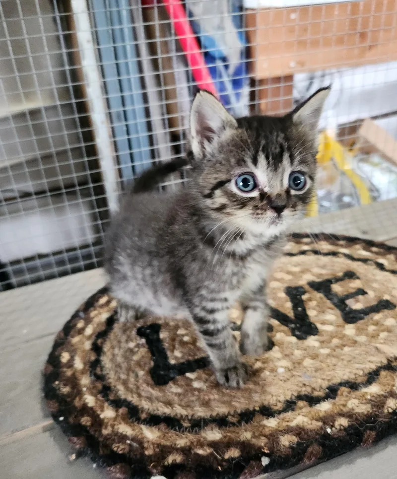 A baby small-sized female Tabby (Brown / Chocolate) Domestic Short Hair cat named Yuki for adoption in Orange, CA