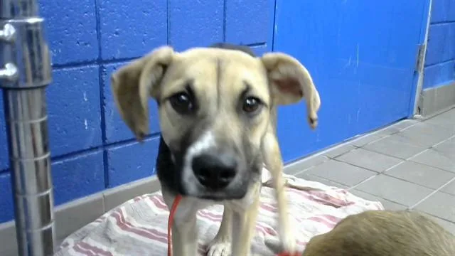 A young small-sized female Beagle dog named Nugget for adoption in Albuquerque, NM