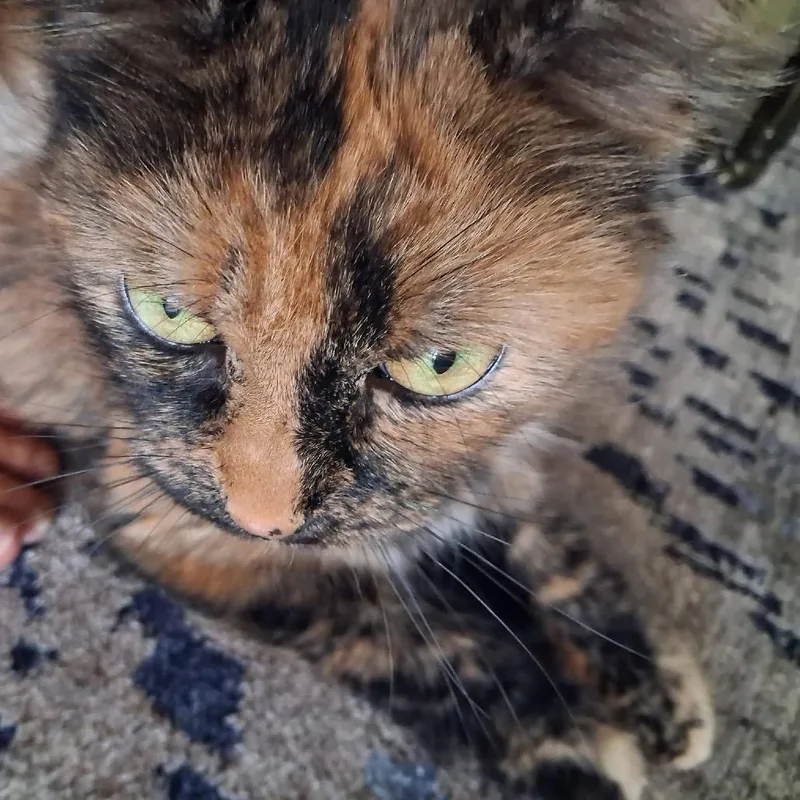 Molly thumbnail 2