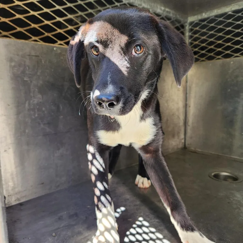 A baby small-sized male Black Labrador Retriever dog named Rutledge for adoption in Birmingham, AL
