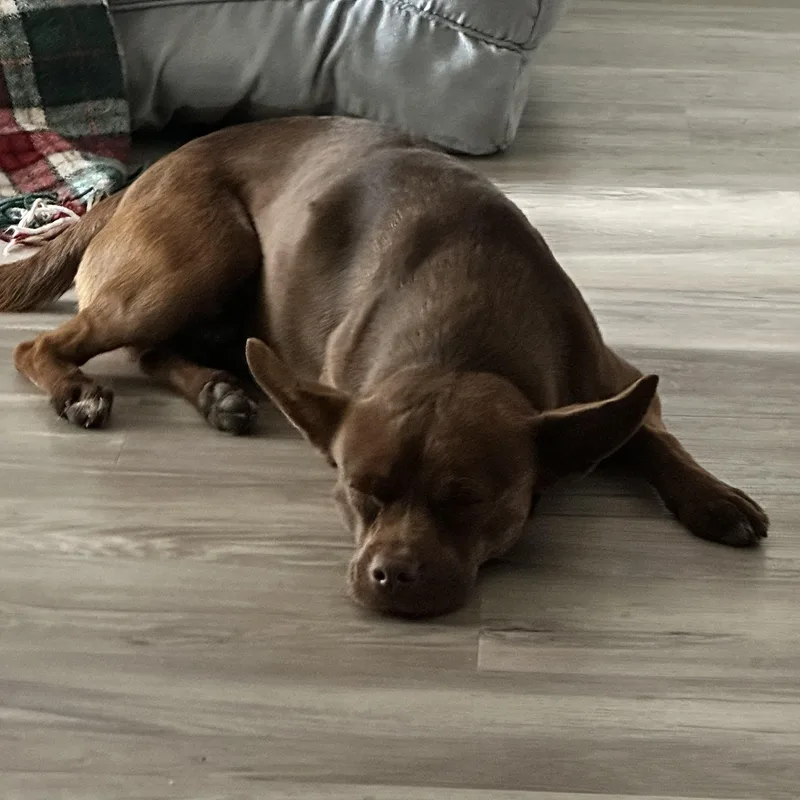 Cocoa Jace
