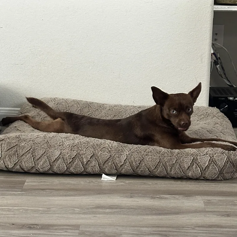 Cocoa Jace thumbnail 3