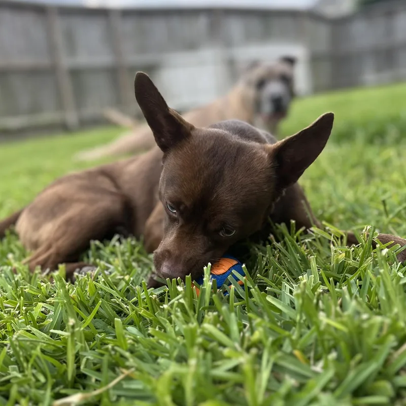 Cocoa Jace thumbnail 6