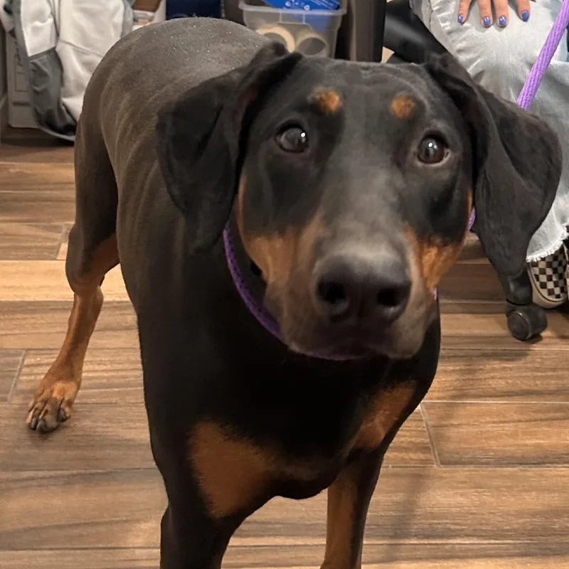 An adult large-sized female Black Doberman Pinscher dog named Sadie for adoption in Reno, NV